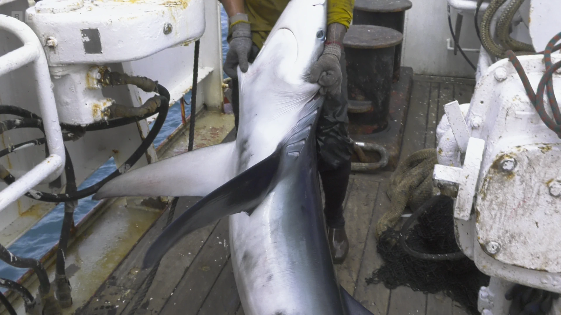 Blue shark (Prionace glauca) as shown in A Perfect Planet - Humans